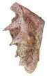 Cretaceous Lungfish (Ceratodus) Tooth Plate #58352-2